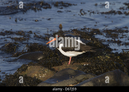 Oystercatcher standing on the seaweed covered shore line Stock Photo
