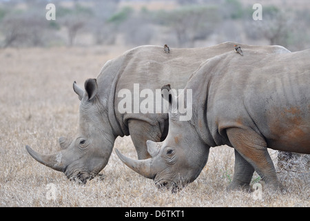 White rhinoceroses or Square-lipped rhinoceroses (Ceratotherium simum) grazing, early morning, Kruger National Park, South Africa, Africa