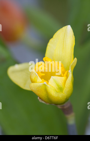 Narcissus daffodil Stock Photo