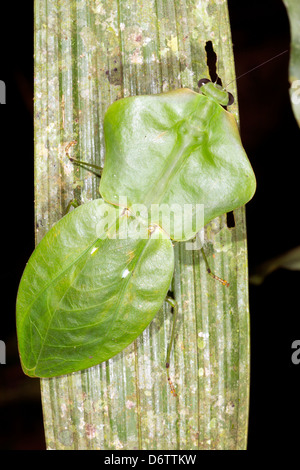Adult Leaf mimic mantis (Choeradodis rhomboidea) camouflaged on a rainforest leaf, Ecuador Stock Photo