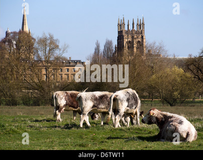 Cows grazing on Christ Church Meadows, Oxford Stock Photo