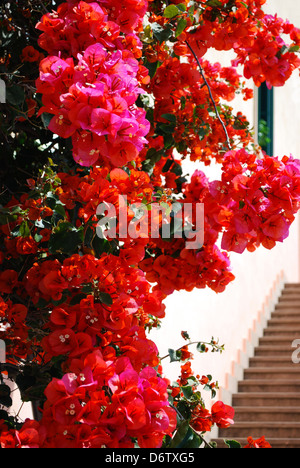 Red and purple bougainvillea flowers and stairs in background, San Remo, Italy Stock Photo