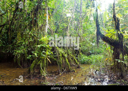 Swamp rainforest or Varzea forest near the edge of an Amazonian river ...