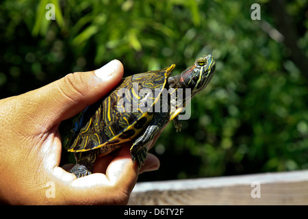 Box Turtle (Pseudemys nelson) in The Everglades National Park in USA;America, Florida Stock Photo