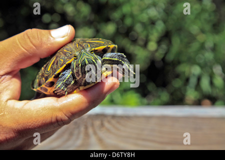 Box Turtle (Pseudemys nelson) in The Everglades National Park in USA;America, Florida Stock Photo