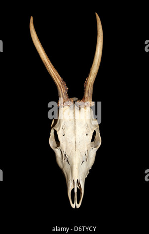 Skull And Antlers Of A Two-year Old European Roe Deer Capreolus capreolus Buck Stock Photo