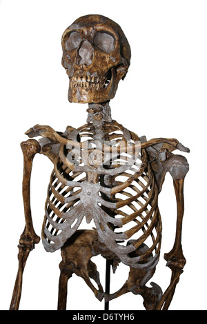 Neanderthal Skeleton Stock Photo