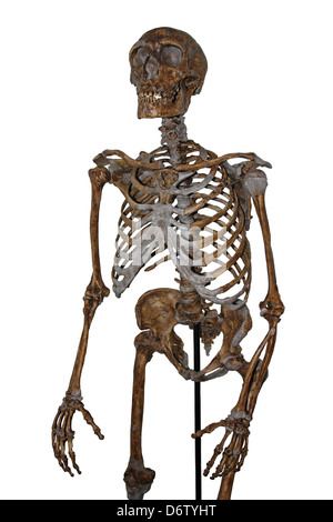 Neanderthal Skeleton Stock Photo