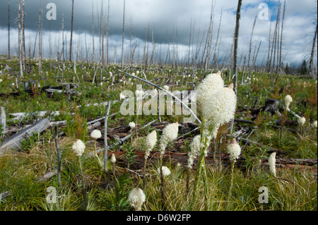 Bear grass blooms on the site of a wildfire in Glacier National Park, Montana. Stock Photo