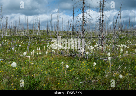 Bear grass blooms on the site of a wildfire in Glacier National Park, Montana. Stock Photo