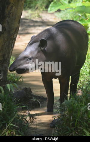 Tapir in the Amazon rainforest Stock Photo