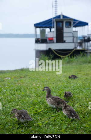 Ferch, Germany, mandarin duck with chicks on Havel Stock Photo
