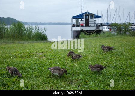 Ferch, Germany, mandarin duck with chicks on Havel Stock Photo