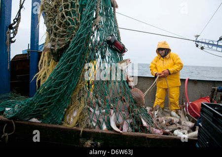 Fishing net full of fish with boat in the backgound. Cape Town. South ...