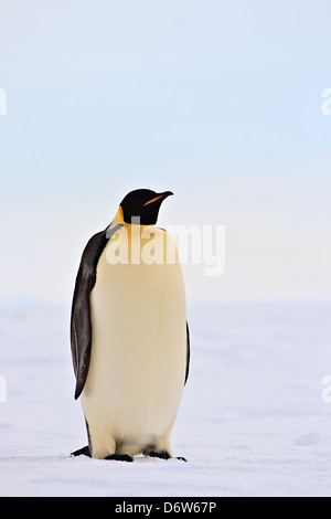 Emperor Penguin, standing tall in Antarctica Stock Photo