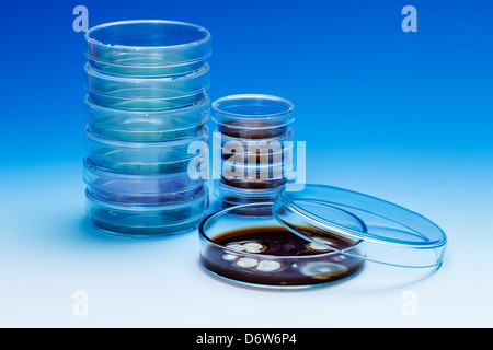 Petri dish with colonies of microorganisms Stock Photo