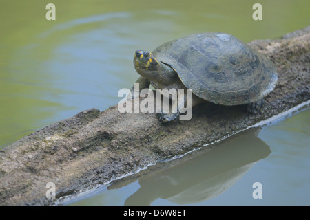 a small turtle sits on a log out of the water. Iquitos, Peruvian Amazon Stock Photo