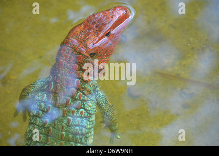 a lizard shedding its skin and changing colours Stock Photo
