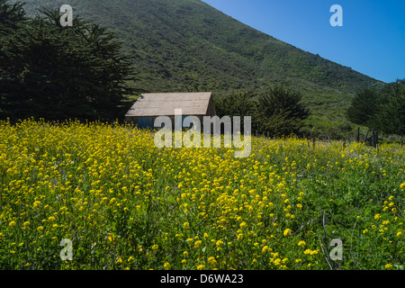 View of an abandoned farm with a corrugated metal barn building with a tin roof and a field full of bright yellow flowers. Stock Photo