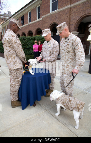 Commandant of the US Marine Corps Gen. James F. Amos, center, pins the Eagle Globe and Anchor on the uniform of the incoming Marine Corps mascot Private First Class Chesty XIV as the Sgt. Maj. of the Marine Corps, Sgt. Maj. Micheal P. Barrett, right, and Marine Barracks Washington Sgt. Maj. Eric J. Stockton, left, stand by during the Eagle Globe and Anchor pinning ceremony for Chesty XIV April 8, 2013 in Washington, DC. The English bulldog has been the choice of breed for Marine mascot since the 1950s, with each being named Chesty in honor of the highly decorated late Gen. Lewis Chesty Puller. Stock Photo