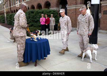 Commandant of the US Marine Corps Gen. James F. Amos, center, pins the Eagle Globe and Anchor on the uniform of the incoming Marine Corps mascot Private First Class Chesty XIV as the Sgt. Maj. of the Marine Corps, Sgt. Maj. Micheal P. Barrett, right, and Marine Barracks Washington Sgt. Maj. Eric J. Stockton, left, stand by during the Eagle Globe and Anchor pinning ceremony for Chesty XIV April 8, 2013 in Washington, DC. The English bulldog has been the choice of breed for Marine mascot since the 1950s, with each being named Chesty in honor of the highly decorated late Gen. Lewis Chesty Puller. Stock Photo