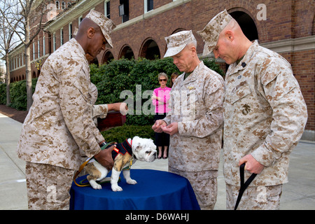 Commandant of the US Marine Corps Gen. James F. Amos, center, pins the Eagle Globe and Anchor on the uniform of the incoming Marine Corps mascot Private First Class Chesty XIV as the Sgt. Maj. of the Marine Corps, Sgt. Maj. Micheal P. Barrett, right, and Marine Barracks Washington Sgt. Maj. Eric J. Stockton, left, stand by during the Eagle Globe and Anchor pinning ceremony for Chesty XIV April 8, 2013 in Washington, DC. The English bulldog has been the choice of breed for Marine mascot since the 1950s with each being named Chesty in honor of the highly decorated late Gen. Lewis Chesty Puller. Stock Photo