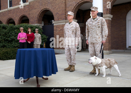 Commandant of the US Marine Corps Gen. James F. Amos and the 17th Sergeant Major of the Marine Corps, Sgt. Maj. Michael P. Barrett, stand with Sgt. Chesty XIII, outgoing Marine Corps mascot during the Eagle Globe and Anchor ceremony for incoming Marine Corps mascot Private First Class Chesty XIV April 8, 2013 in Washington, DC. The English bulldog has been the choice of breed for Marine mascot since the 1950s, with each being named Chesty in honor of the highly decorated late Gen. Lewis Chesty Puller. Stock Photo