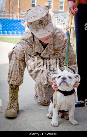 A US Marine pets incoming Marine Corps mascot Private First Class Chesty XIV during the Eagle Globe and Anchor ceremony for April 8, 2013 in Washington, DC. The English bulldog has been the choice of breed for Marine mascot since the 1950s, with each being named Chesty in honor of the highly decorated late Gen. Lewis Chesty Puller. Stock Photo