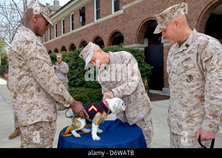 Commandant of the US Marine Corps Gen. James F. Amos, center, pins the Eagle Globe and Anchor on the uniform of the incoming Marine Corps mascot Private First Class Chesty XIV as the Sgt. Maj. of the Marine Corps, Sgt. Maj. Micheal P. Barrett, right, and Marine Barracks Washington Sgt. Maj. Eric J. Stockton, left, stand by during the Eagle Globe and Anchor pinning ceremony for Chesty XIV April 8, 2013 in Washington, DC. The English bulldog has been the choice of breed for Marine mascot since the 1950s, with each being named Chesty in honor of the highly decorated late Gen. Lewis Chesty Puller. Stock Photo