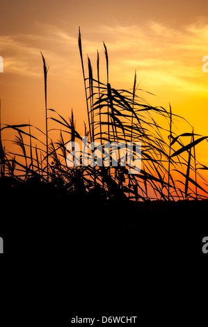Silhouetted long grass at sunset, set against an orange and yellow sky. Stock Photo