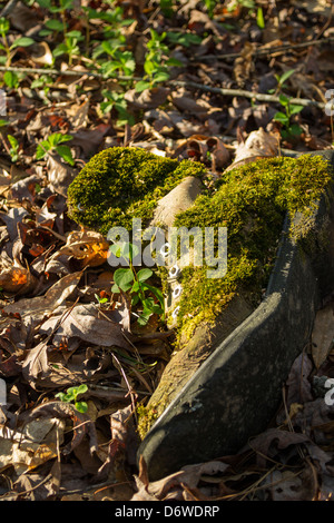 Discarded boot covered in moss Stock Photo