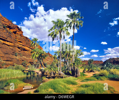 Australia, Northern Territory, Finke Gorge National Park, the desert oasis palm valley with the unique Livistona mariare Stock Photo