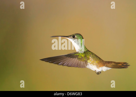 Andean Emerald Hummingbird ( Amazilia franciae ) in Flight by Mark J Thomas Stock Photo