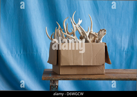 box of bones on table Stock Photo