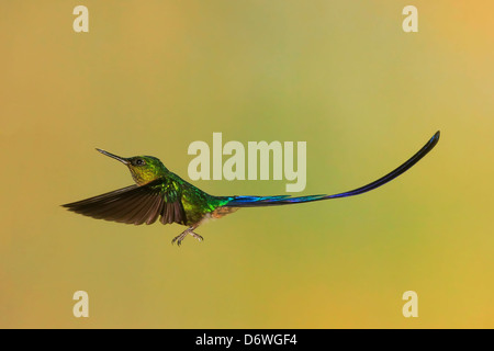 Violet-tailed Sylph Hummingbird ( Aglaiocercus coelestis )  in Flight by Mark J Thomas Stock Photo