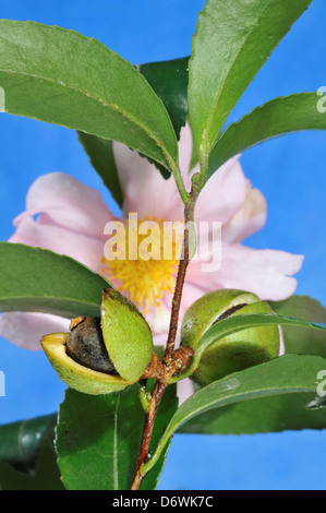 Camellia seed pods with ripe seeds Stock Photo - Alamy