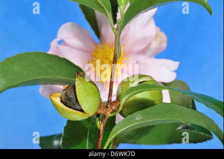 Camellia seed pods with ripe seeds Stock Photo - Alamy