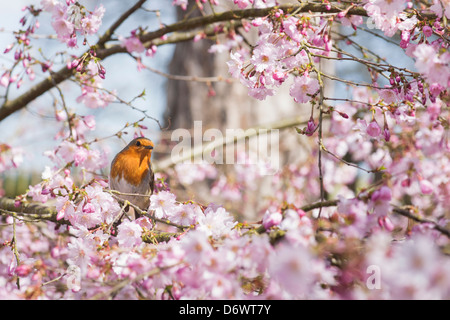 Erithacus Rubecula. Robin sitting amongst cherry tree blossom in an English Garden Stock Photo
