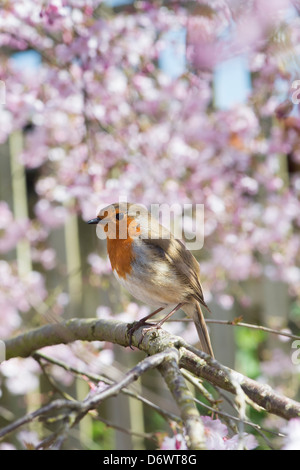 Erithacus Rubecula. Robin sitting amongst cherry tree blossom in an English Garden Stock Photo