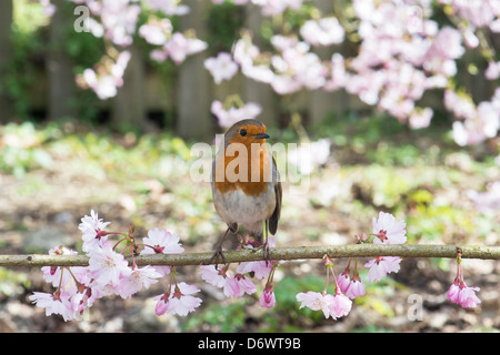 Erithacus Rubecula. Robin sitting amongst cherry tree blossom in an English Garden Stock Photo