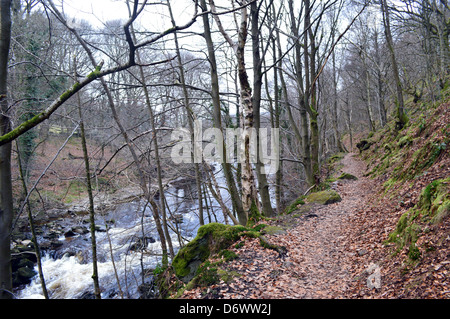 Path through woods next to River Wharfe near Howgill on The Dales Way Long Distance Footpath Wharfedale Yorkshire Stock Photo