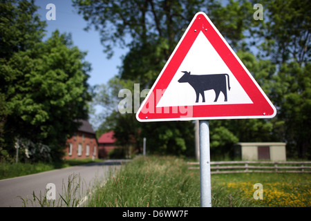 Huje, Germany, caution sign on the roadside cattle Stock Photo