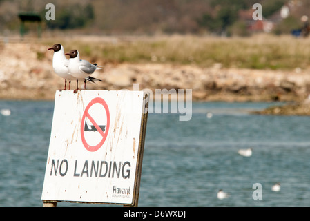 two common black headed gulls sitting on a No Landing sign Langstone Nature Reserve Stock Photo