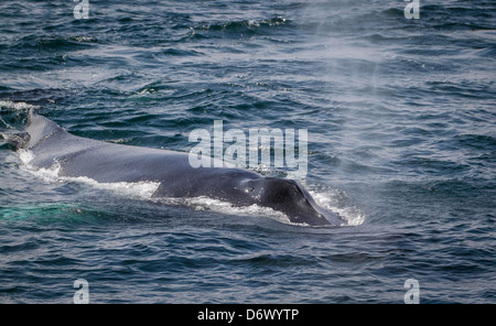 Whale Watching off the East Coast of USA Stock Photo