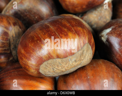 Whole raw chestnuts in shells. Stock Photo