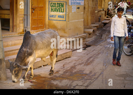 Street scene with cow and india man walking, Jaisalmer, Rajasthan State, India Stock Photo