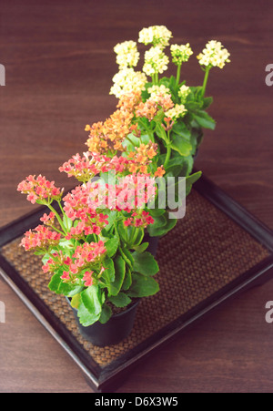 Beautiful kalanchoe flowers in little pots for decorate your home Stock Photo
