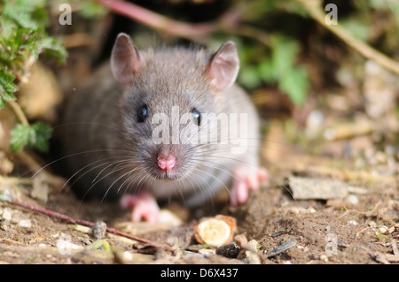 brown rat Stock Photo