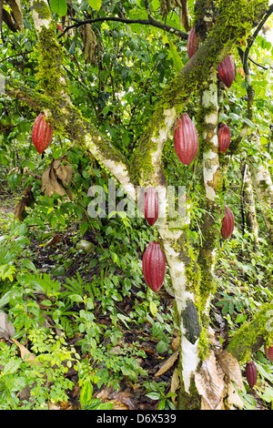 Cocoa pods (Theobroma cacao). This is the hybrid CCN-51 variety. Stock Photo