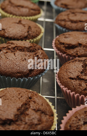 chocolate cupcakes in multicoloured bun cases cooling on wire rack Stock Photo